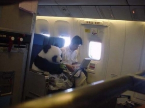 man-why-does-panda-get-aisle-seat_500x500